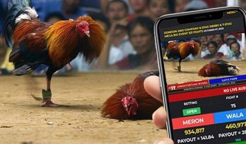 cockfighting betting